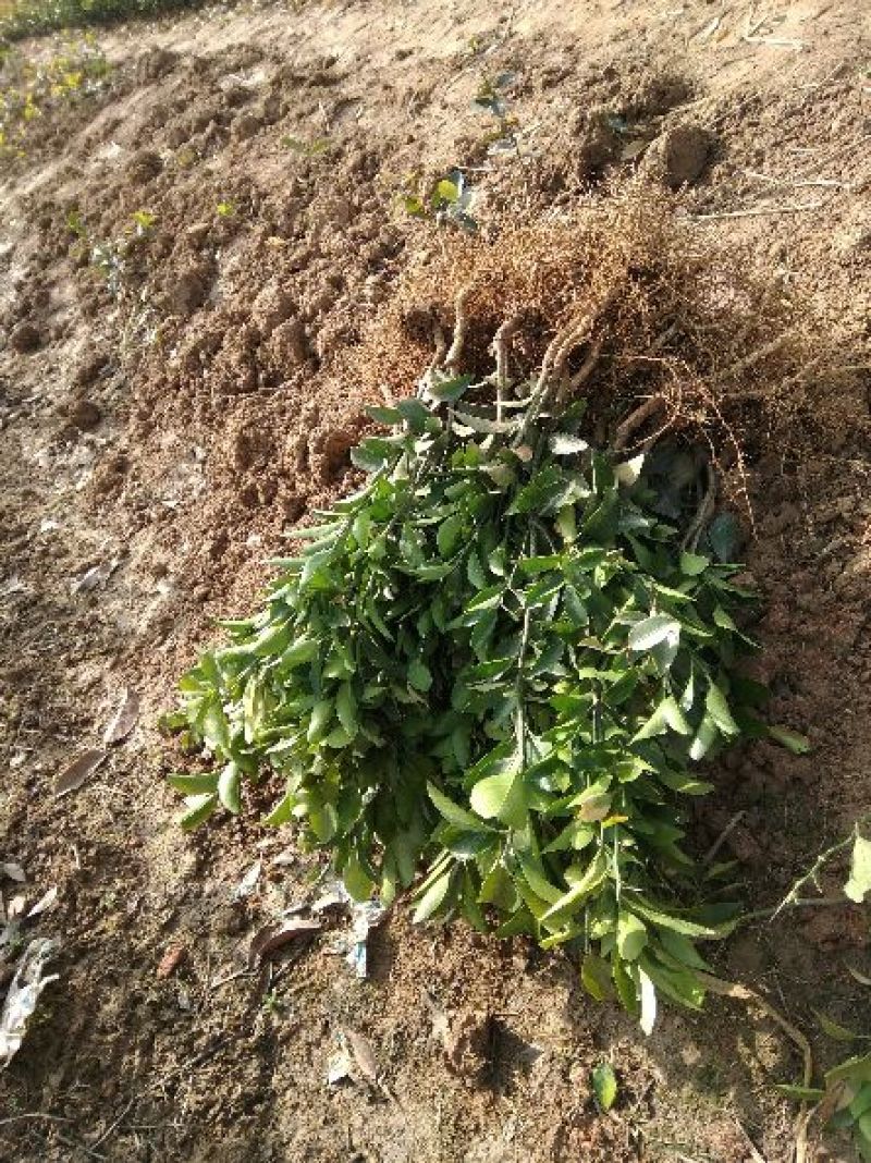 柑桔苗橘苗橘子苗大别山