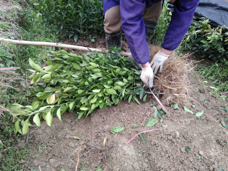 柑桔苗橘苗橘子苗大别山