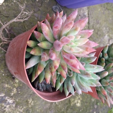 多肉植物各种花卉盆景