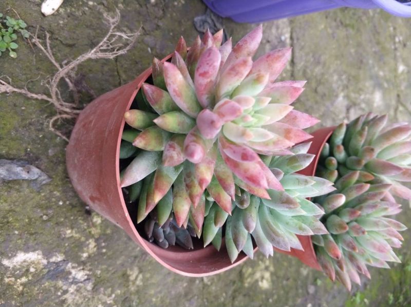 多肉植物各种花卉盆景