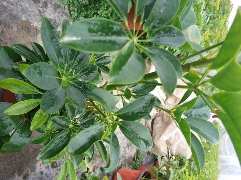 多肉植物各种花卉盆景