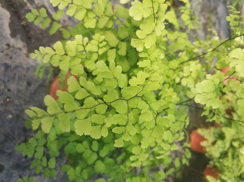 多肉植物各种花卉盆景