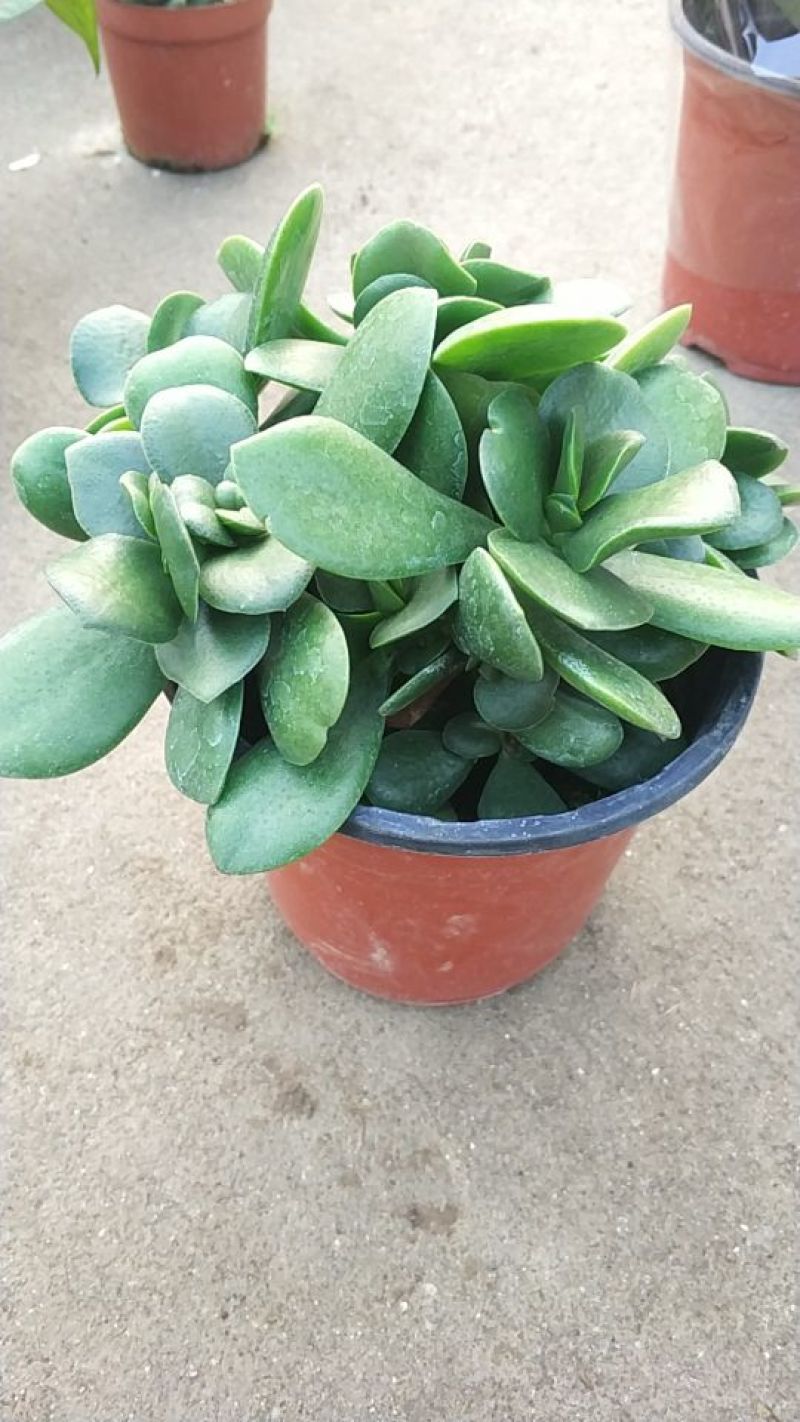 多肉植物各种花卉盆景