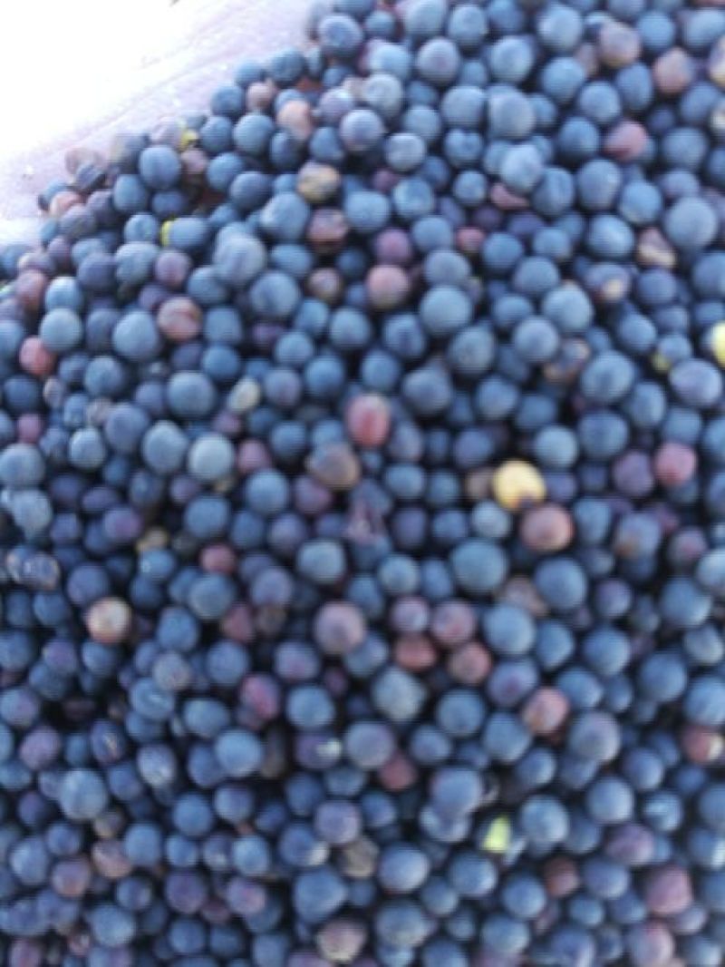 油菜籽2级