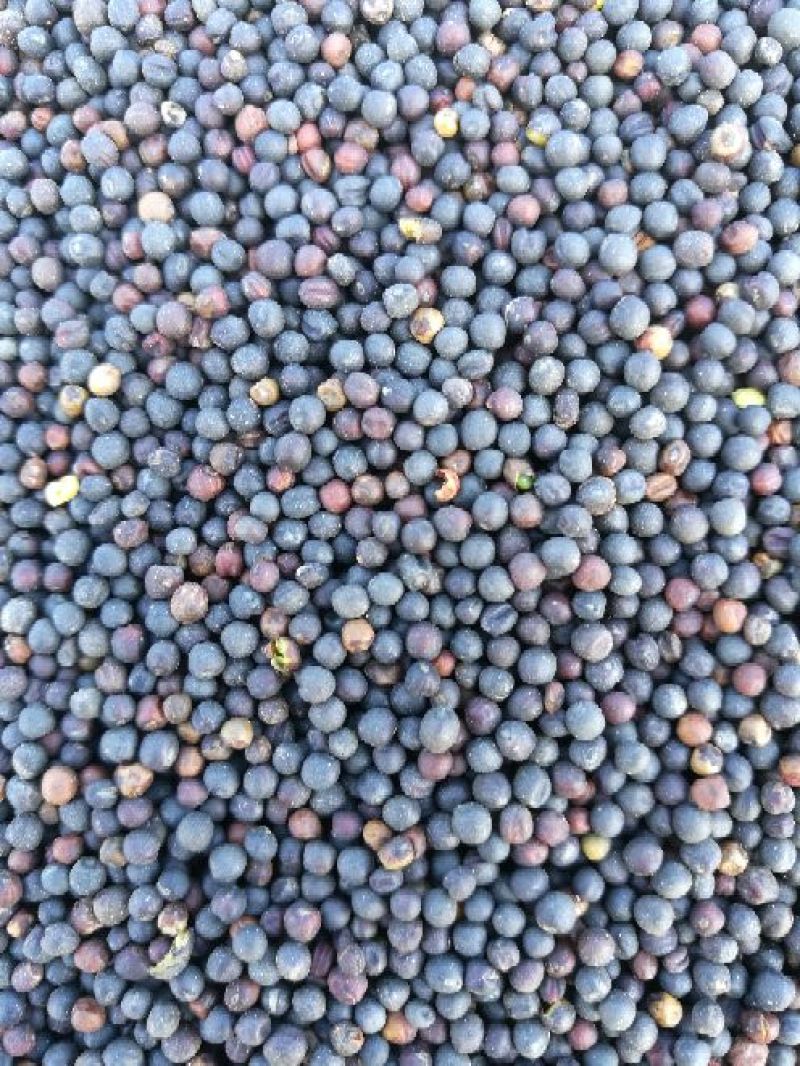 油菜籽2级