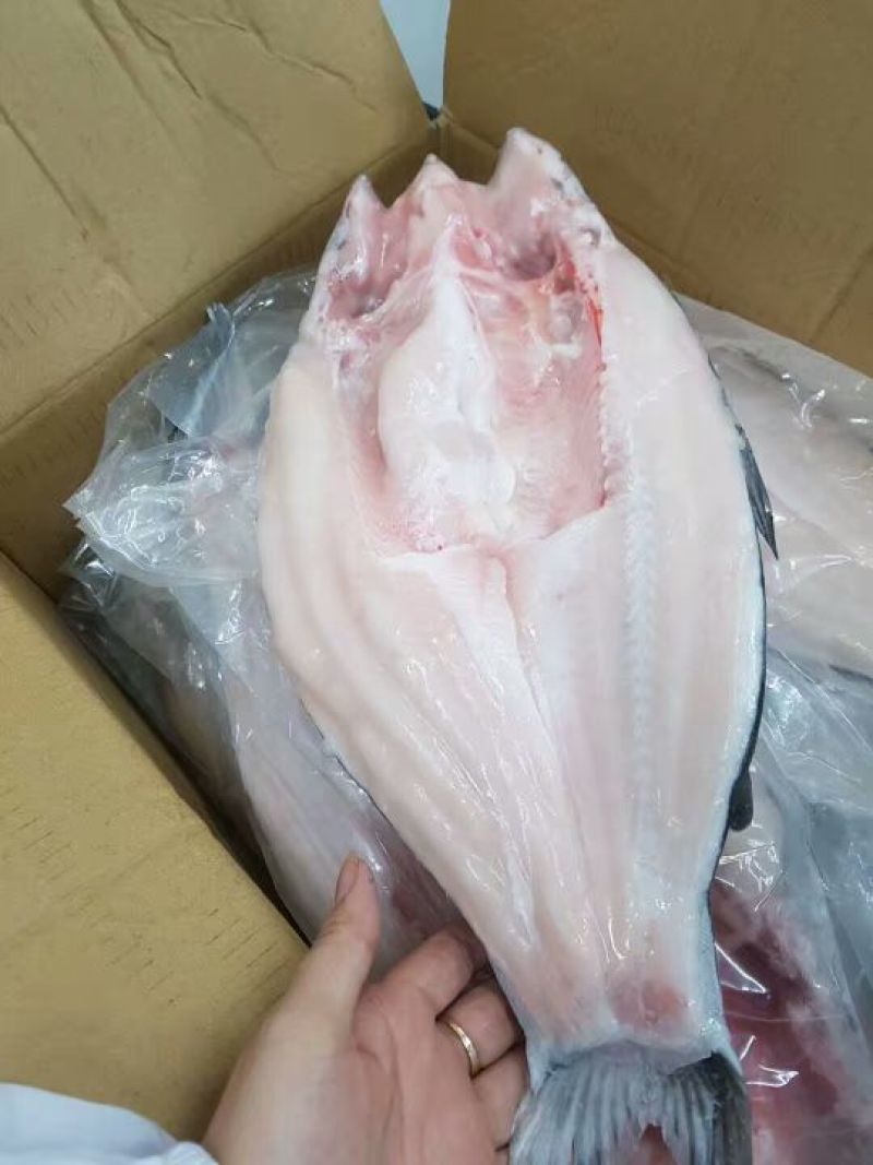 巴沙鱼