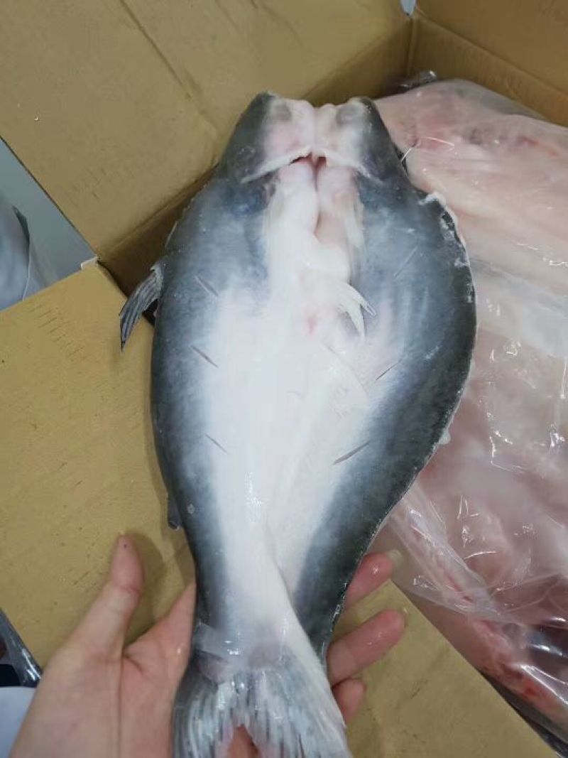 巴沙鱼