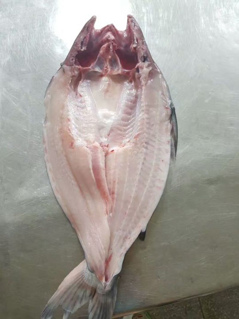 巴沙鱼