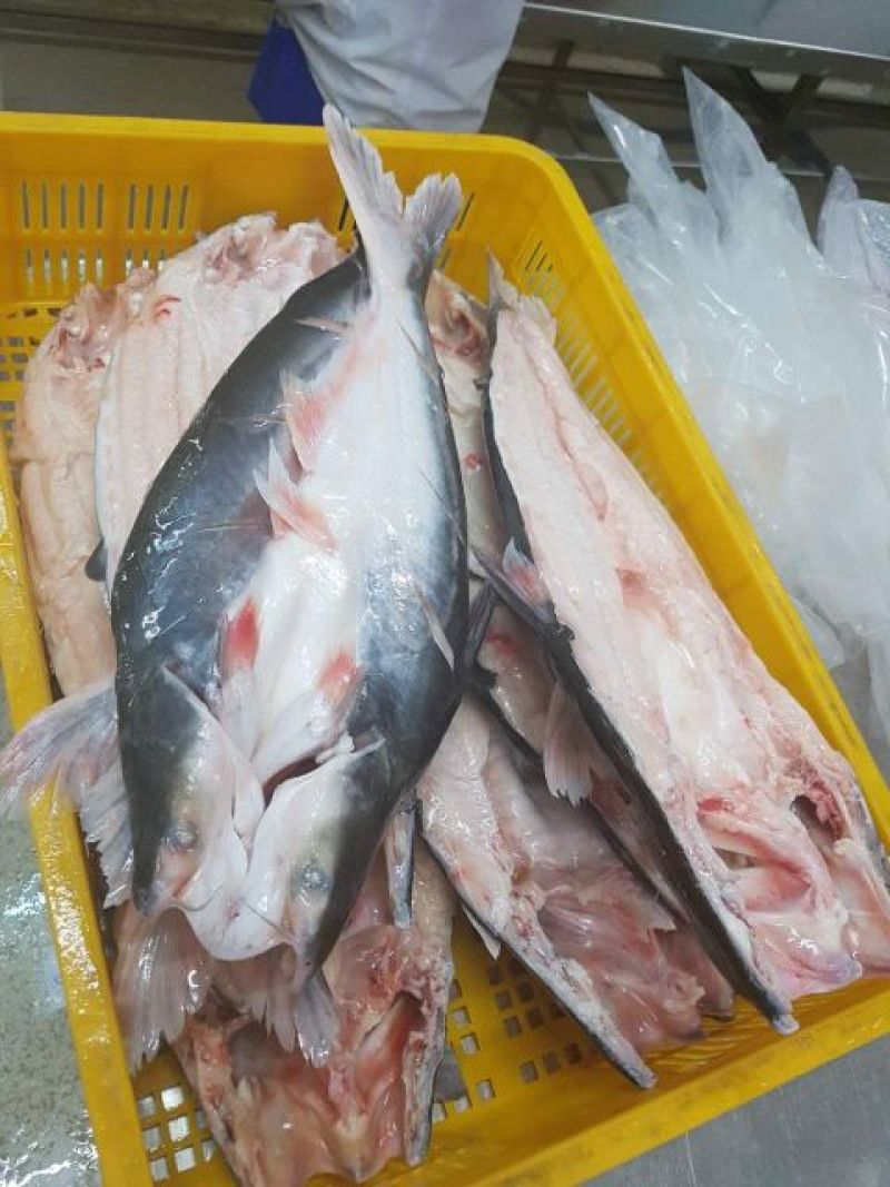 巴沙鱼