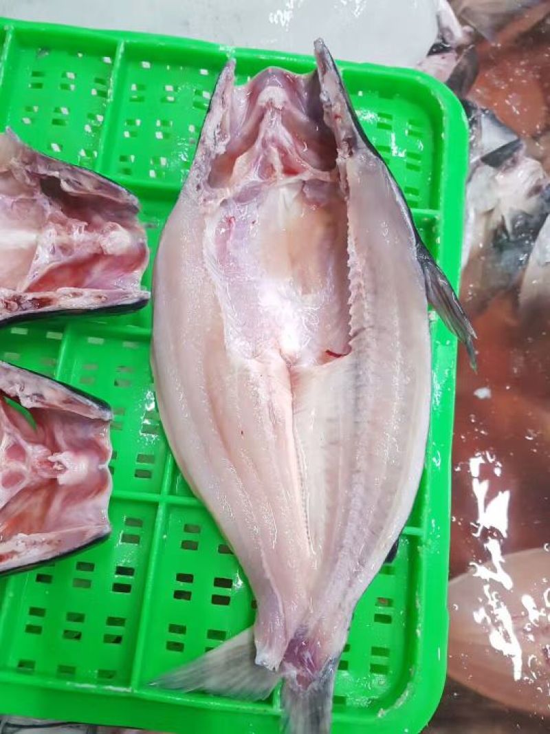 巴沙鱼