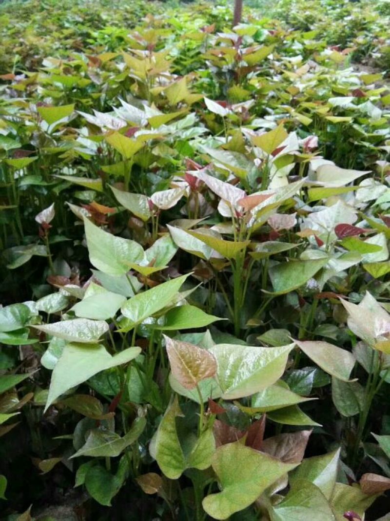 红薯苗19西瓜红紫薯一点红哈密澳洲紫白