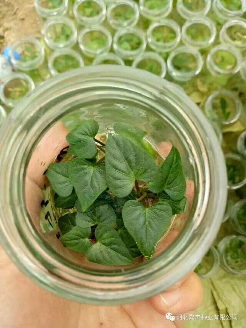 红薯苗19西瓜红紫薯一点红哈密澳洲紫白