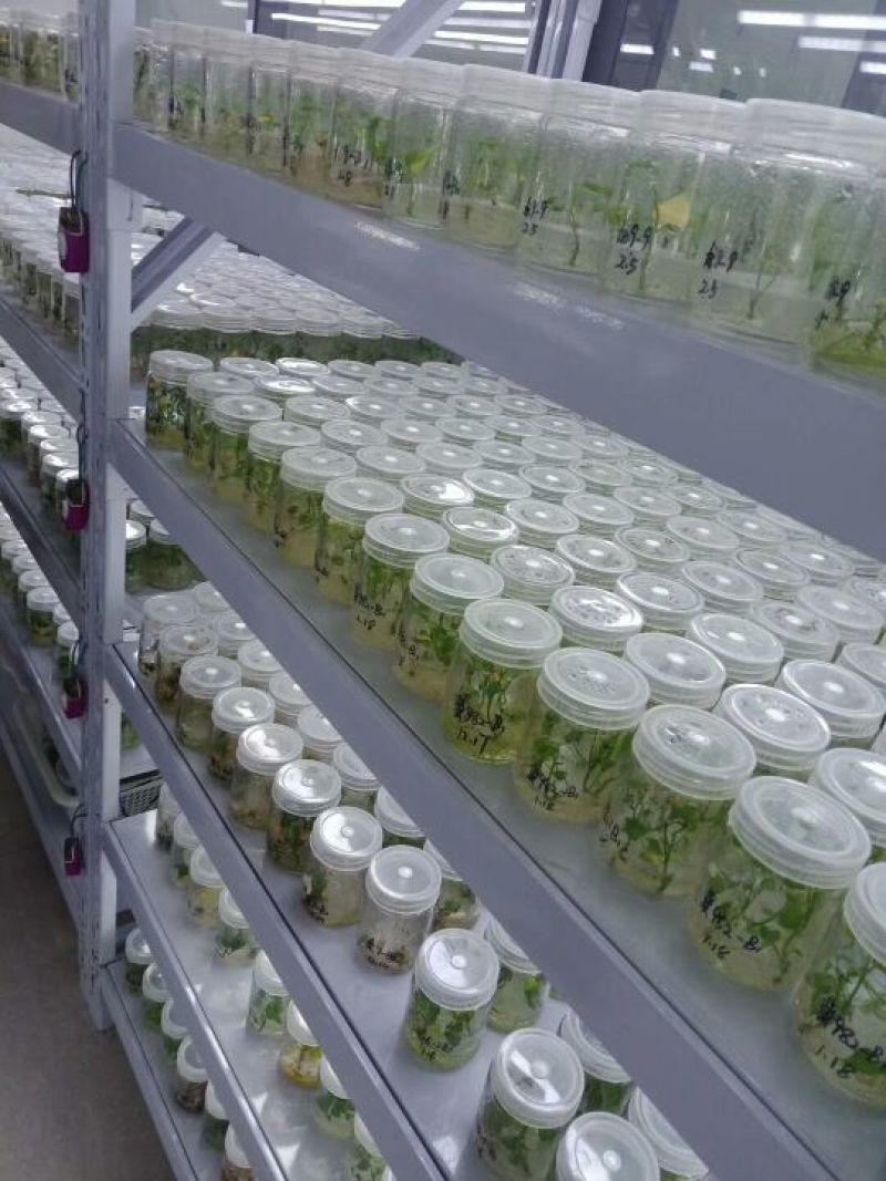 商薯19红薯苗农科所附属育苗基地哈密澳洲紫白