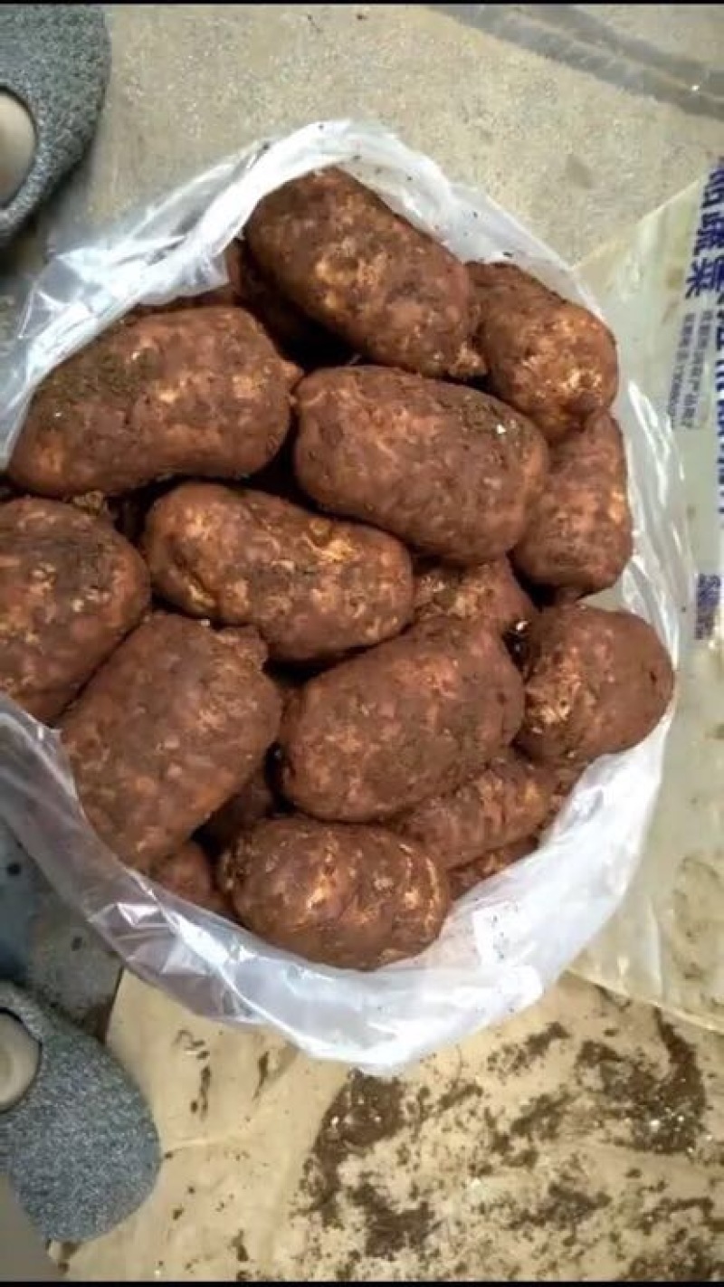 天麻特级