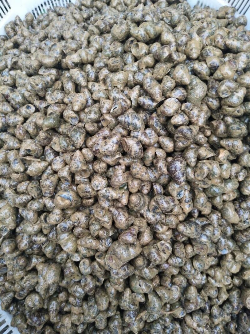 螺蛳食用鲜活