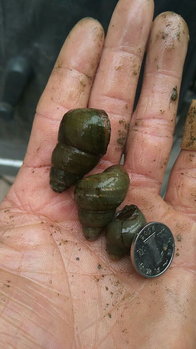 螺蛳食用鲜活