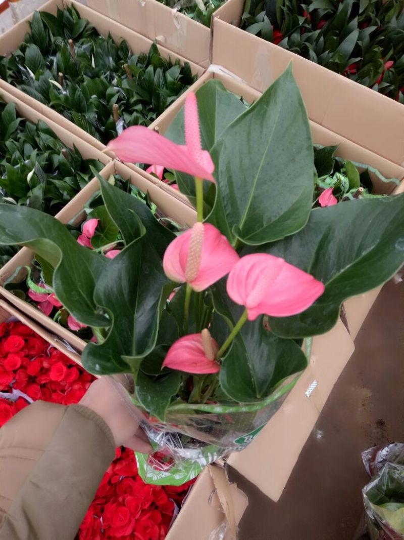 发财树三杆发财树带盆栽好