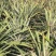 菲律宾（巴厘）菠萝1.5~2斤