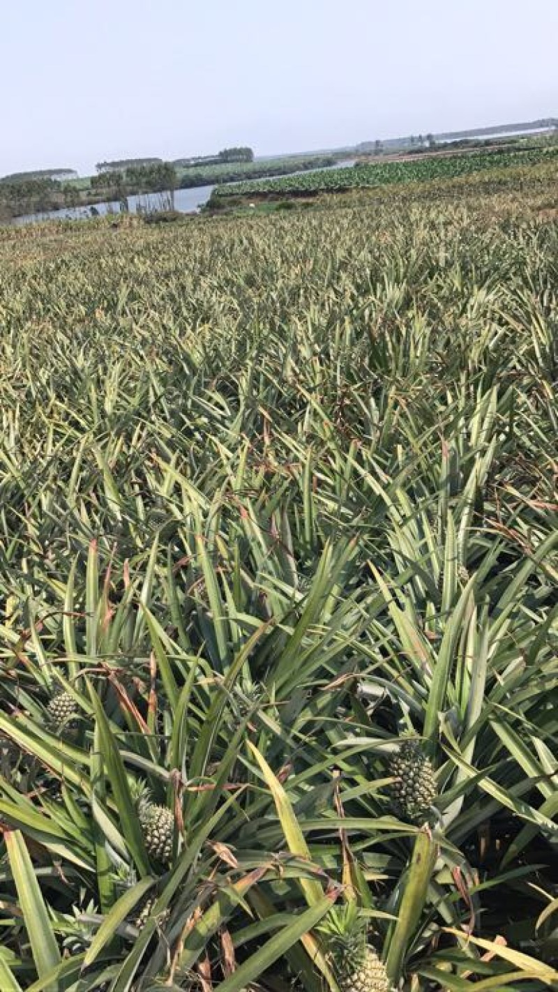 菲律宾（巴厘）菠萝1.5~2斤