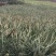 菲律宾（巴厘）菠萝1.5~2斤