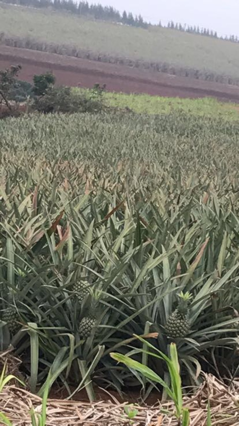 菲律宾（巴厘）菠萝1.5~2斤