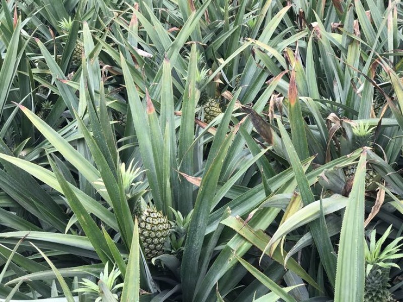 菲律宾（巴厘）菠萝1.5~2斤