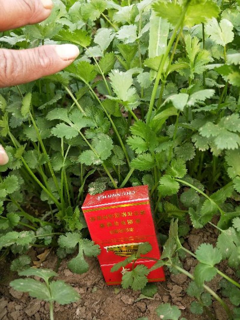 香菜20~30厘米