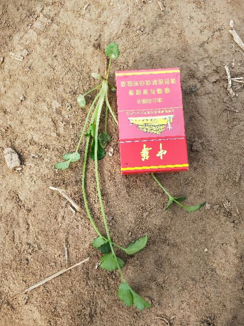 香菜20~30厘米