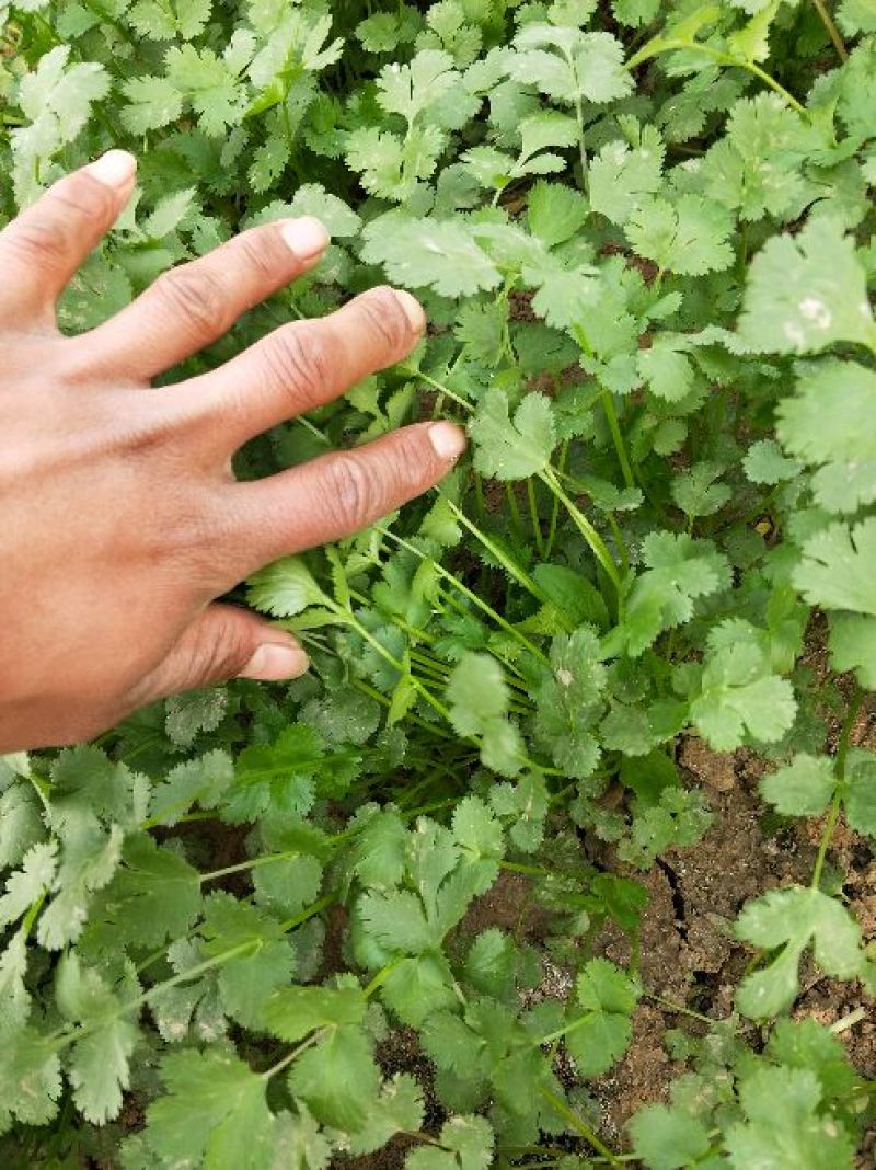 香菜20~30厘米
