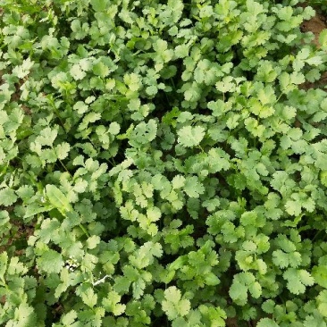 香菜20~30厘米