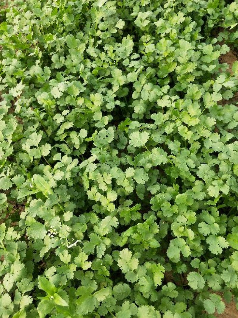 香菜20~30厘米