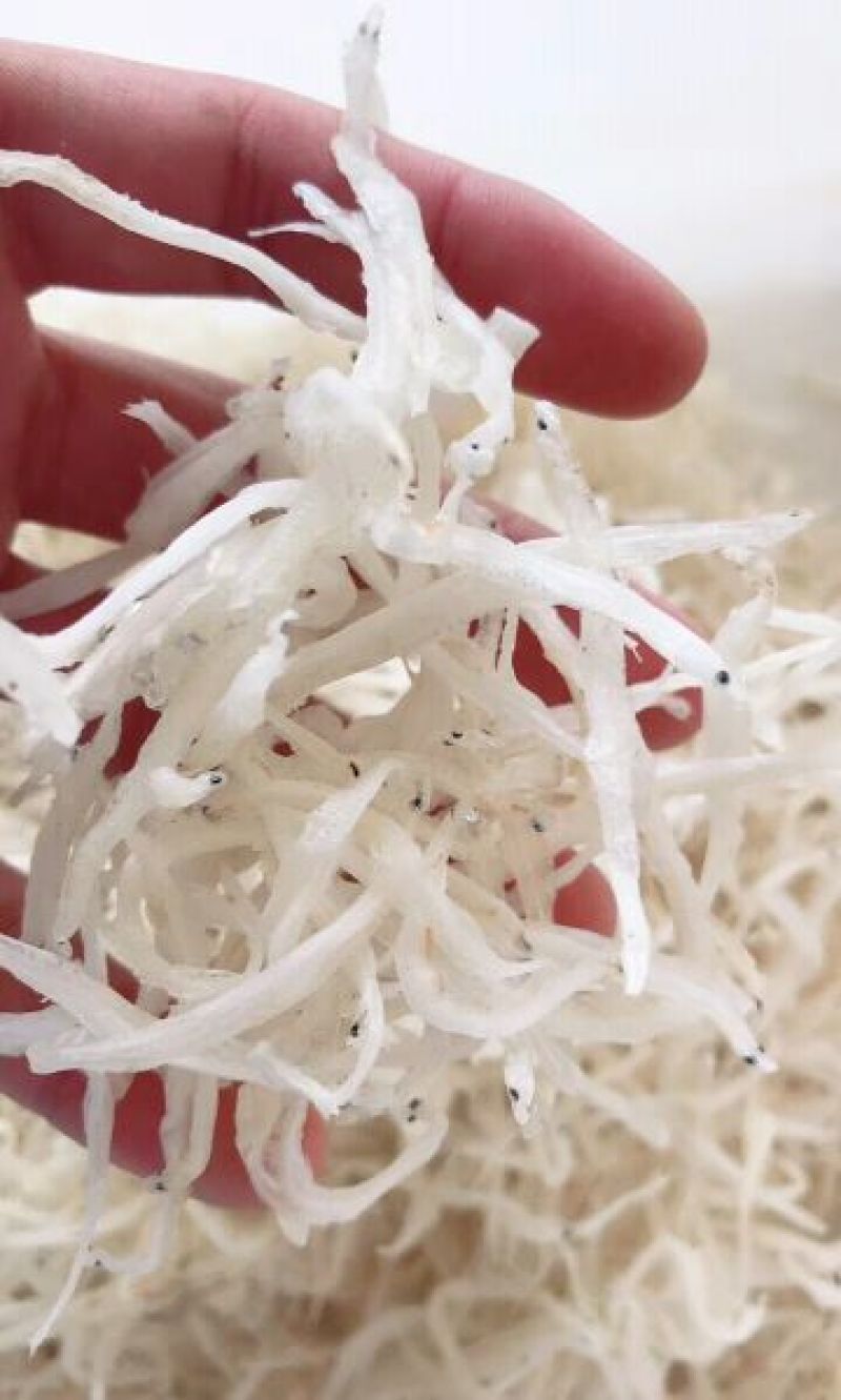 红虾干干货大全