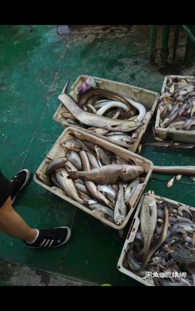 墨鱼仔海鲜批发