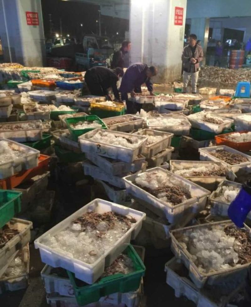 墨鱼仔海鲜批发