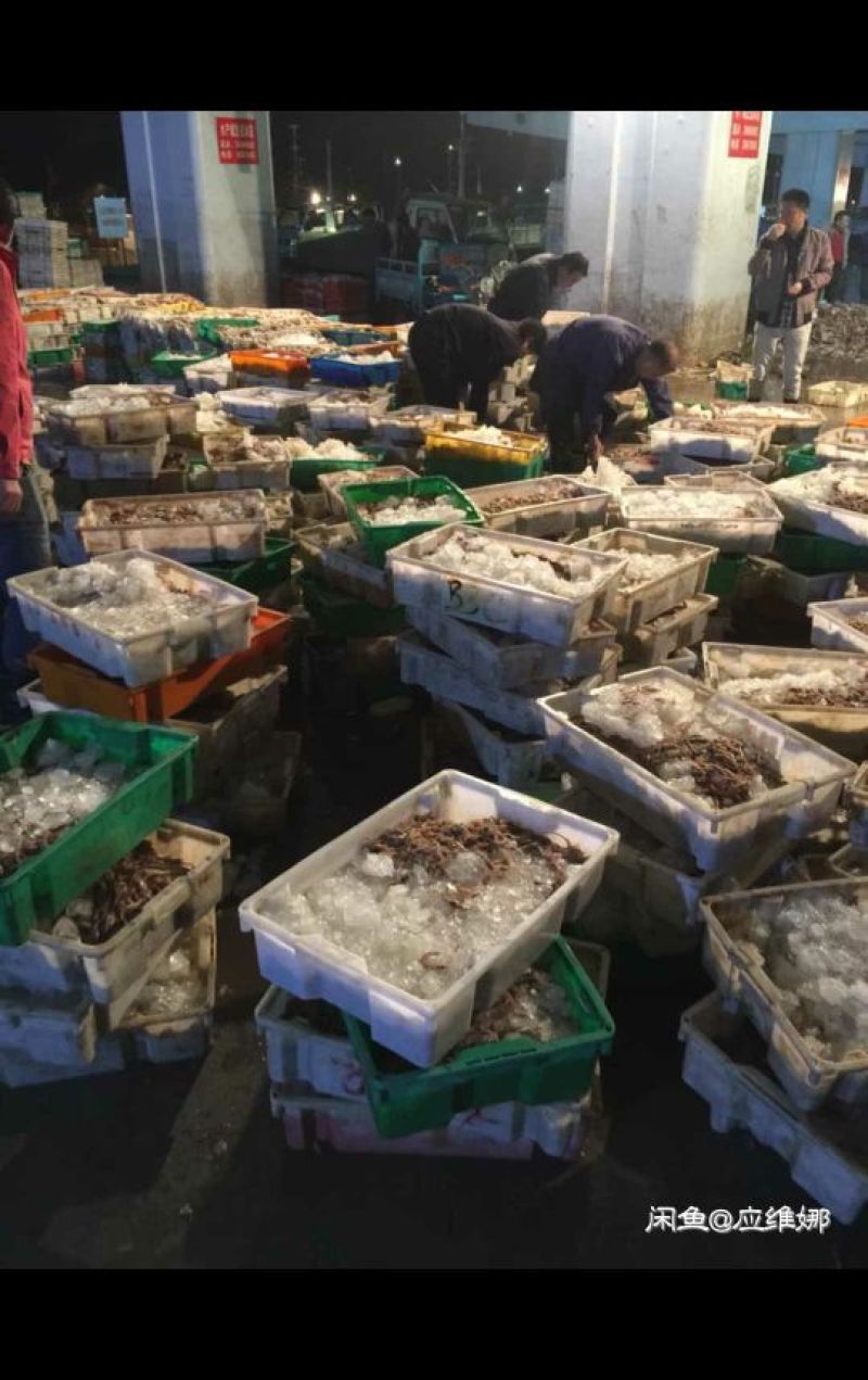 墨鱼仔海鲜批发