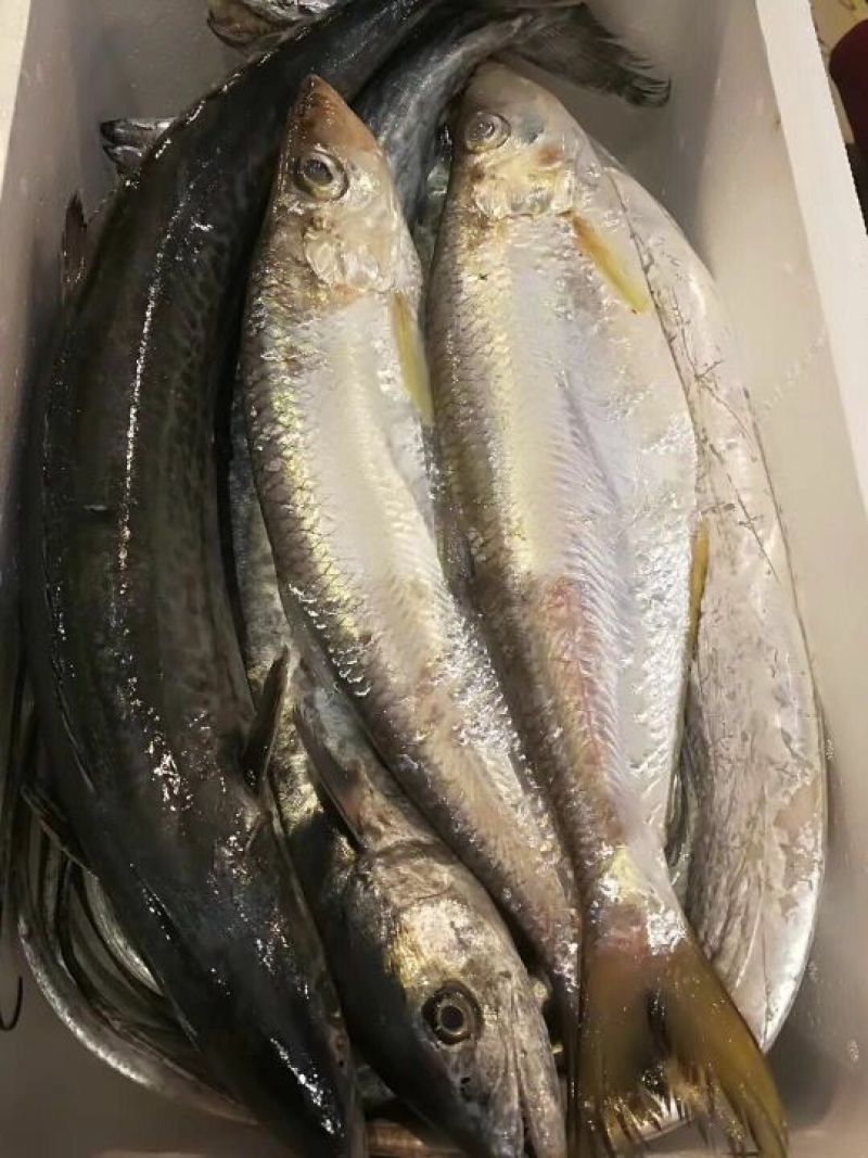 墨鱼仔海鲜批发