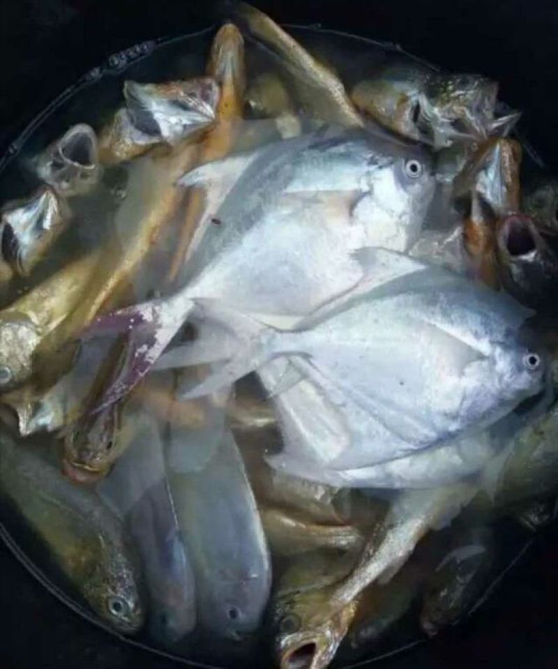 墨鱼仔海鲜批发