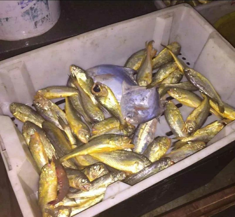 墨鱼仔海鲜批发