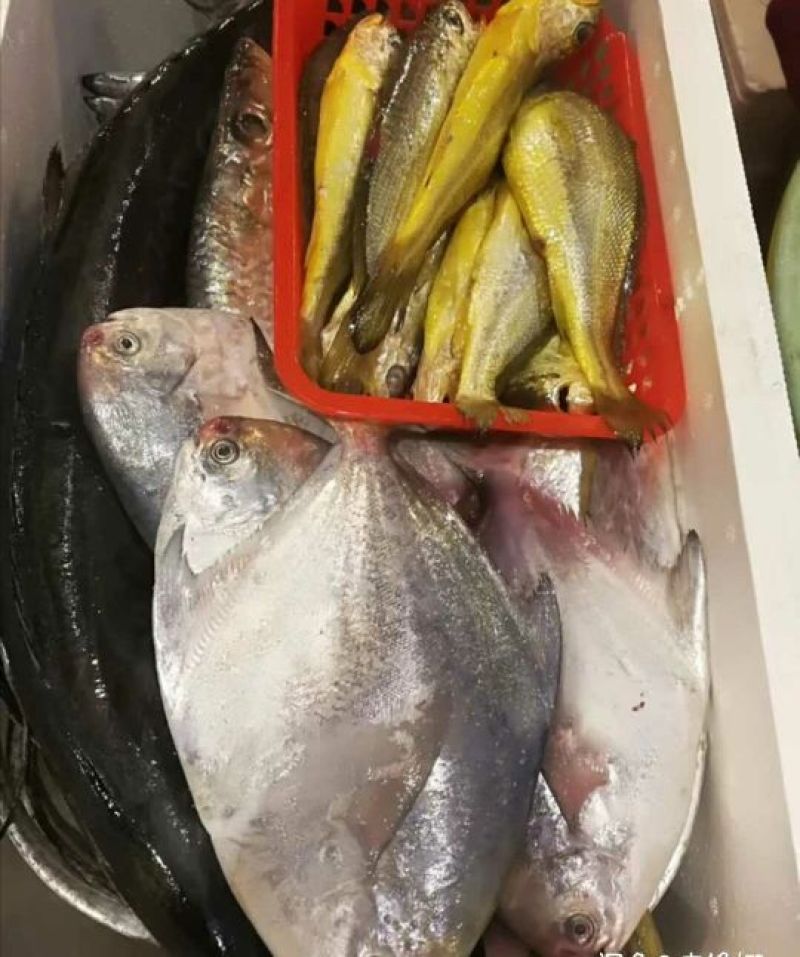 墨鱼仔海鲜批发