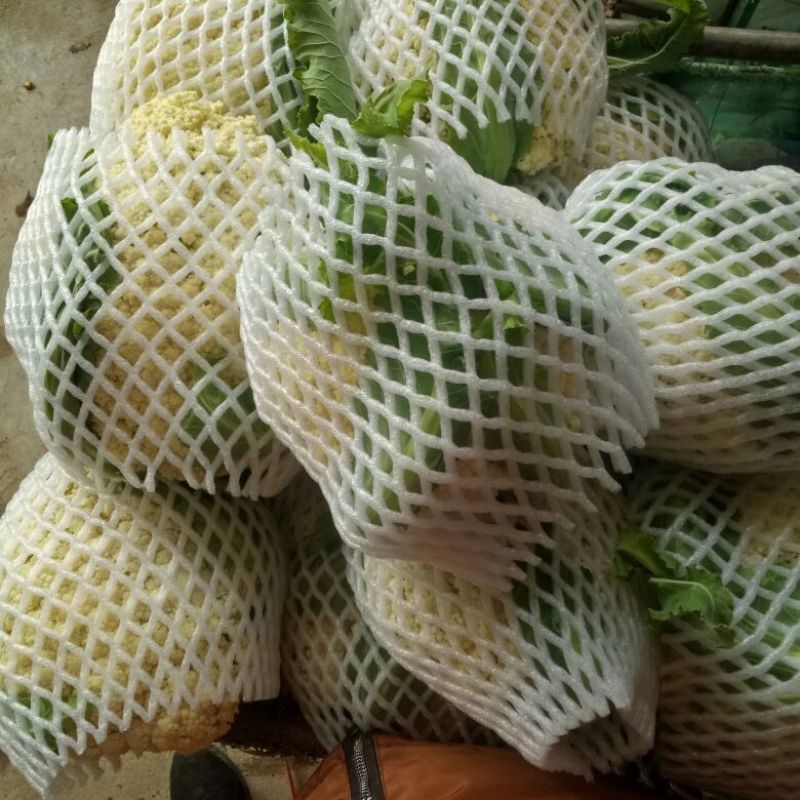 白花菜有机花