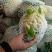 白花菜有机花