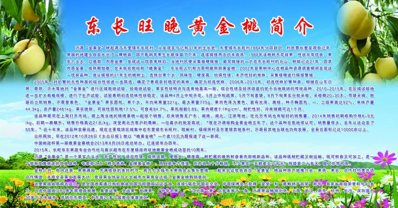 黄桃树苗80cm以上黄金密桃，离核大黄桃。枝条