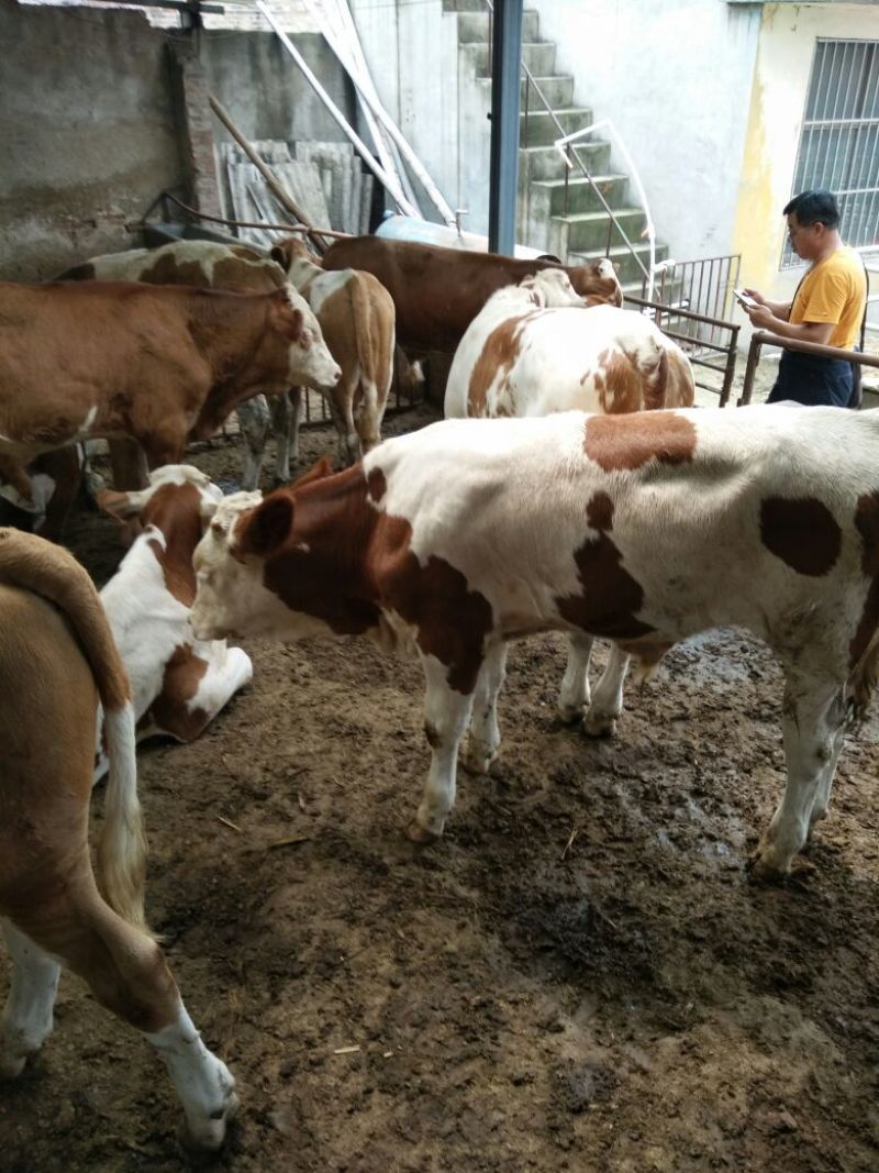 西门塔尔牛犊免费送货在平台关注浏览人高的养殖场