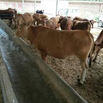 鲁西黄牛犊免费送货赠送铡草机包成活技术跟踪服务