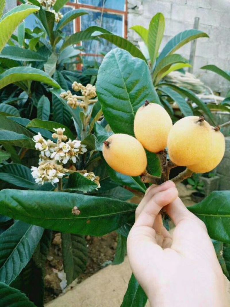 闽南早中枇杷0.8~1两