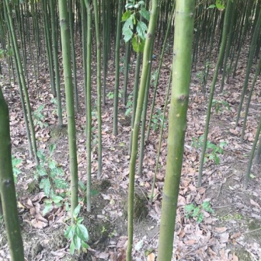 大叶香樟2～6公分大量香樟树
