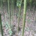 大叶香樟2～6公分大量香樟树
