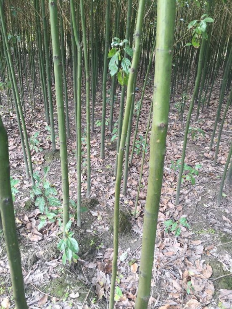大叶香樟2～6公分大量香樟树