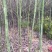 大叶香樟2～6公分大量香樟树