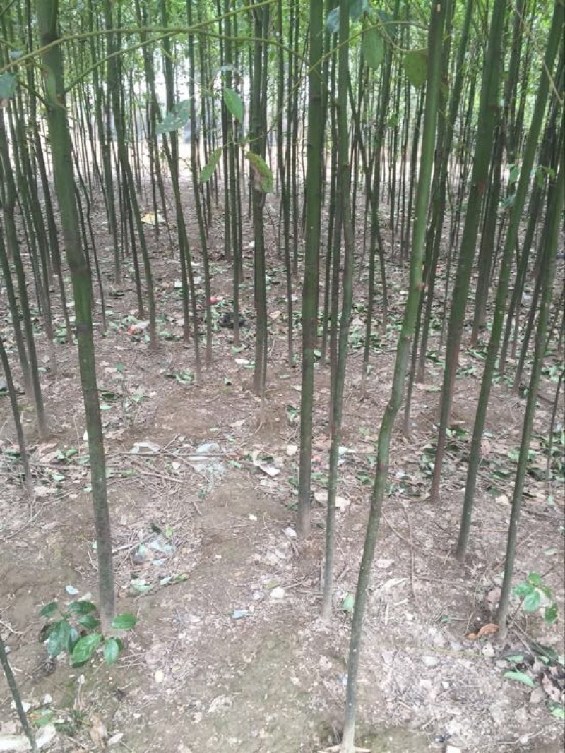 大叶香樟2～6公分大量香樟树